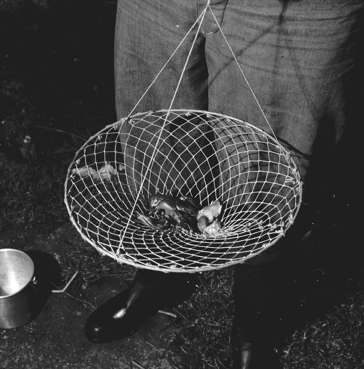 Kreps som er fanget i håv. Fra Harestuvatnet.
Fotografert 1957.