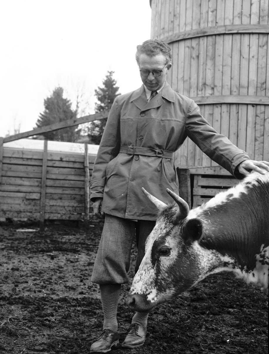 Ku og mann. Ås Landbrukshøyskole april 1952.