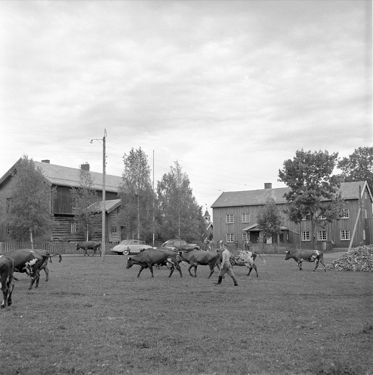 Farmen gård, Hamar. juni 1955. Folkemuseets storgårdsundersøkelser. Kuer og bygninger.