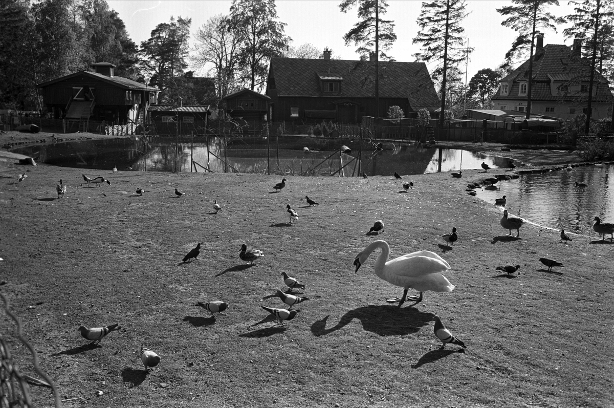 Fra Oslo juni 1962. Yrende fugleliv på Ballsletta.