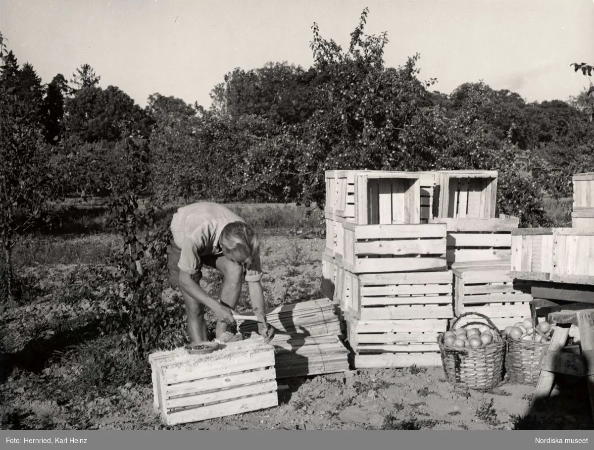 En man snickrar fruktlådor i en fruktträdgård.
