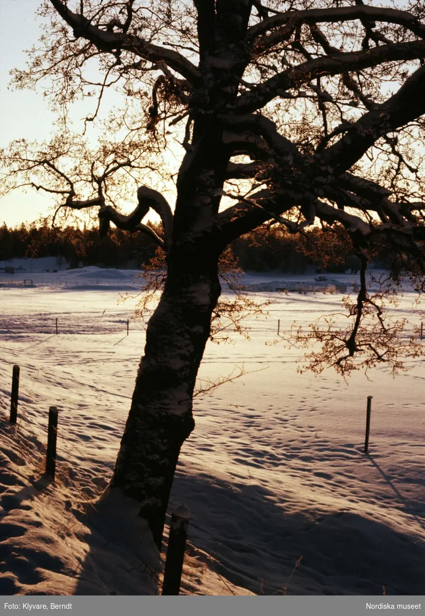 Träd i snöigt vinterlandskap.