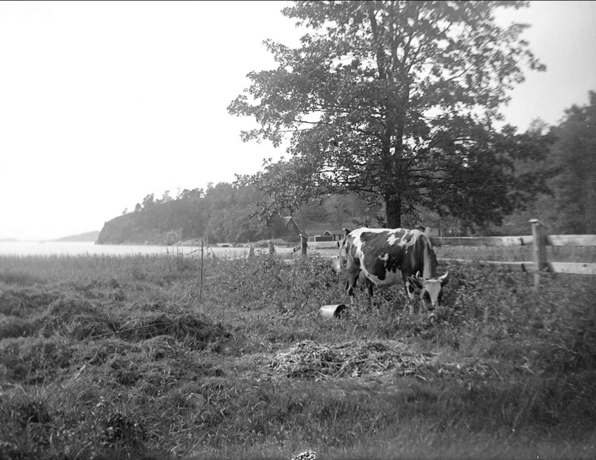 Betande ko, Kulan, Värmdö socken, Uppland 1924
