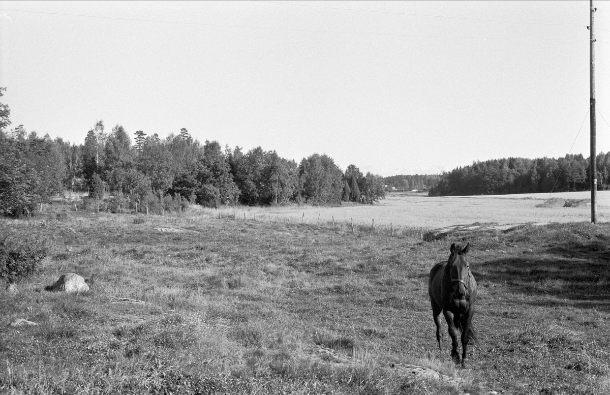 Hagmark, Hagby gård, Almunge socken, Uppland 1987