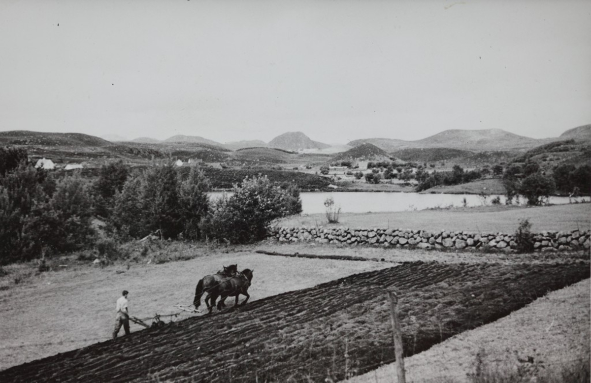 Alfred Haaland, bestyrer til gården til Kvernelands Fabrikk, pløyer med hesteplog, sannsynligvis på Frøyland, i bakgrunnen Stemmen og Smørpigen