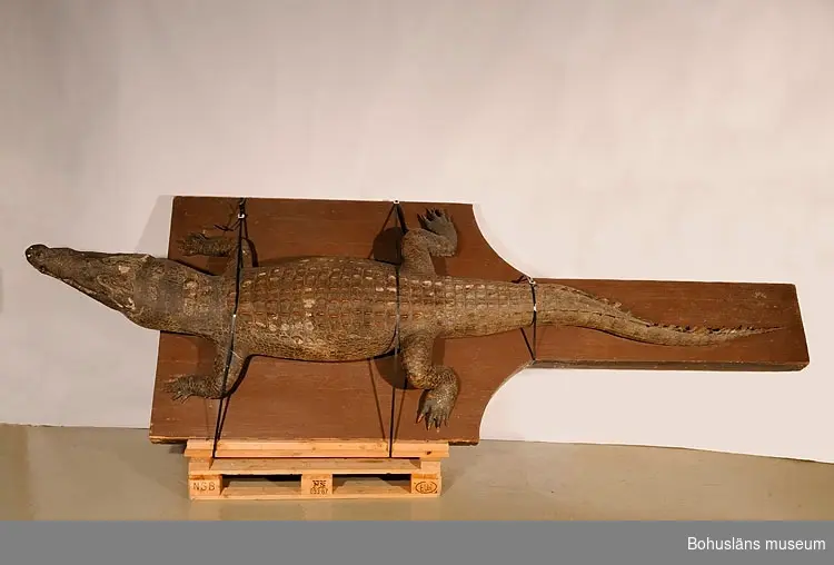 "Krokodilen".
Monterad nilkrokodil, Crocodylus niloticus, art i kräldjursfamiljen krokodiler, längd 3,8 m.
Djuret uppskattades vara ca 80 år gammal då det sköts. Sjökapten Elmer Göransson sägs ha skjutit krokodilen vid Kasaiflodens strand, Belgiska Kongo år 1914.
Konservator Hilmer Skoog vid Göteborgs museum utförde monteringen under åren 1918-1919 till en kostnad av 400 kr. Krokodilen levererades till Uddevalla museum i november 1919.

Ur handskrivna katalogen 1957-1958:
Nilkrokodil

Lappkatalog: Kdc 25 3693 VIII 53:26. Nilkrokodil n. 4 mt ungefär 80 år. Belgiska Kongo 1914.