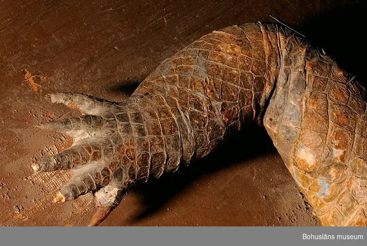 "Krokodilen".
Monterad nilkrokodil, Crocodylus niloticus, art i kräldjursfamiljen krokodiler, längd 3,8 m.
Djuret uppskattades vara ca 80 år gammal då det sköts. Sjökapten Elmer Göransson sägs ha skjutit krokodilen vid Kasaiflodens strand, Belgiska Kongo år 1914.
Konservator Hilmer Skoog vid Göteborgs museum utförde monteringen under åren 1918-1919 till en kostnad av 400 kr. Krokodilen levererades till Uddevalla museum i november 1919.

Ur handskrivna katalogen 1957-1958:
Nilkrokodil

Lappkatalog: Kdc 25 3693 VIII 53:26. Nilkrokodil n. 4 mt ungefär 80 år. Belgiska Kongo 1914.