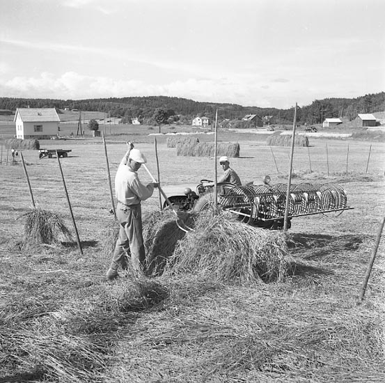 Höbärgning i Grohed, söder om Uddevalla, den 5 juli 1955
