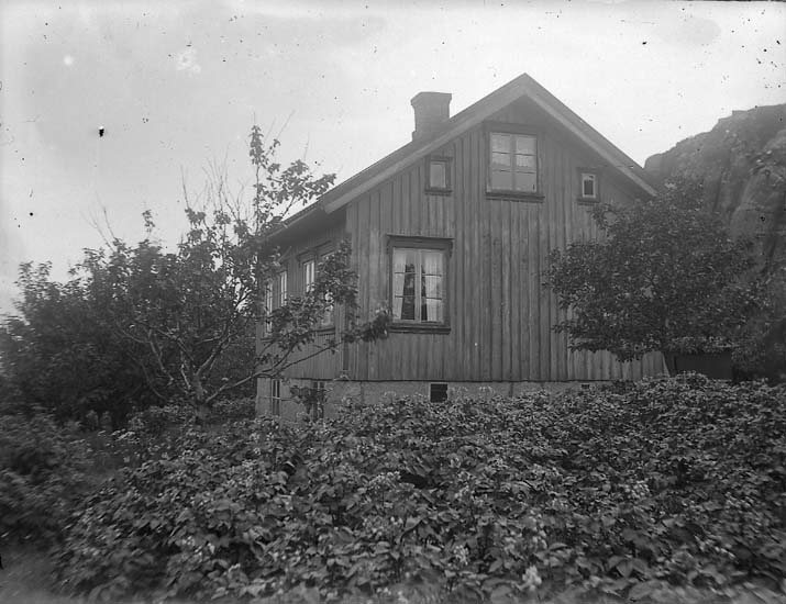 "En husbild". Ett hus med ett frodigt blommande potatisland i förgrunden. Troligen 1920- eller 30-talet.