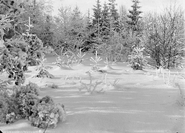 Enligt fotografens noteringar: "Vinterlycka vid Önnebacka."