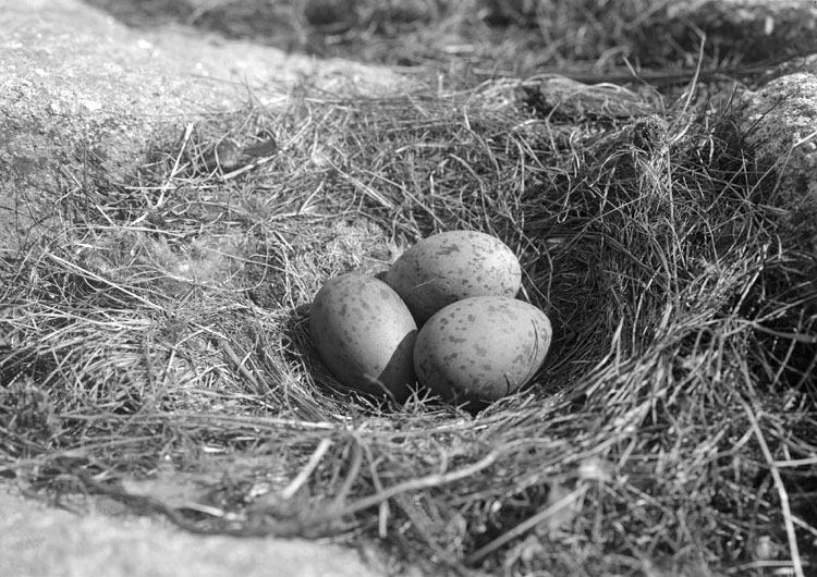 Maj 1924. Fiskmåsbo med tre ägg, på Hållö.