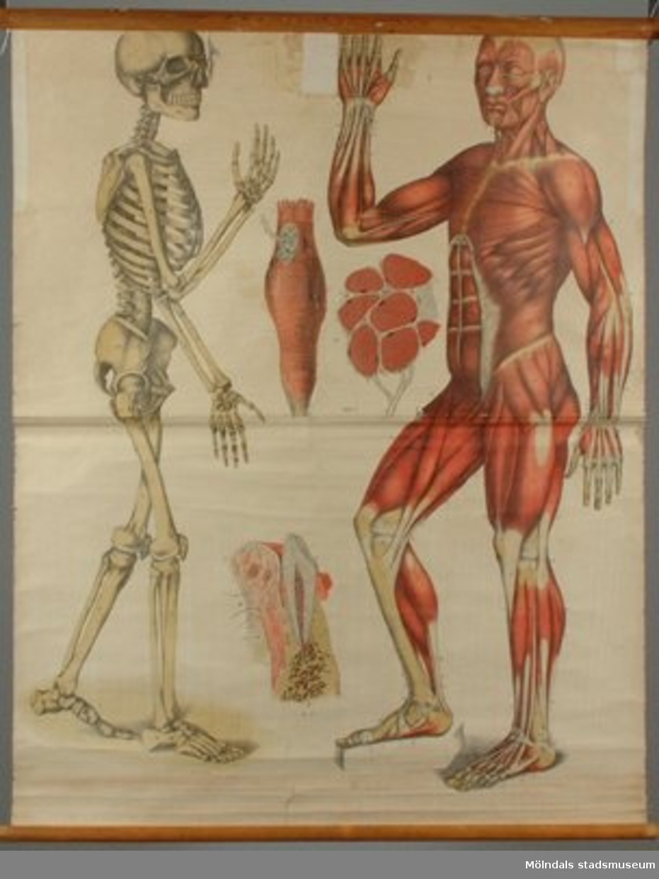 Skolplansch av skelettet och musklerna. Något skadad.