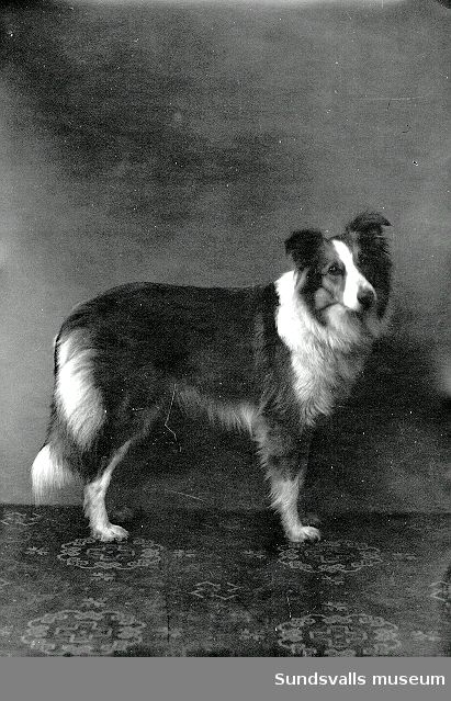 Porträtt av Maria kihlbaums långhåriga colliehund Lassie.