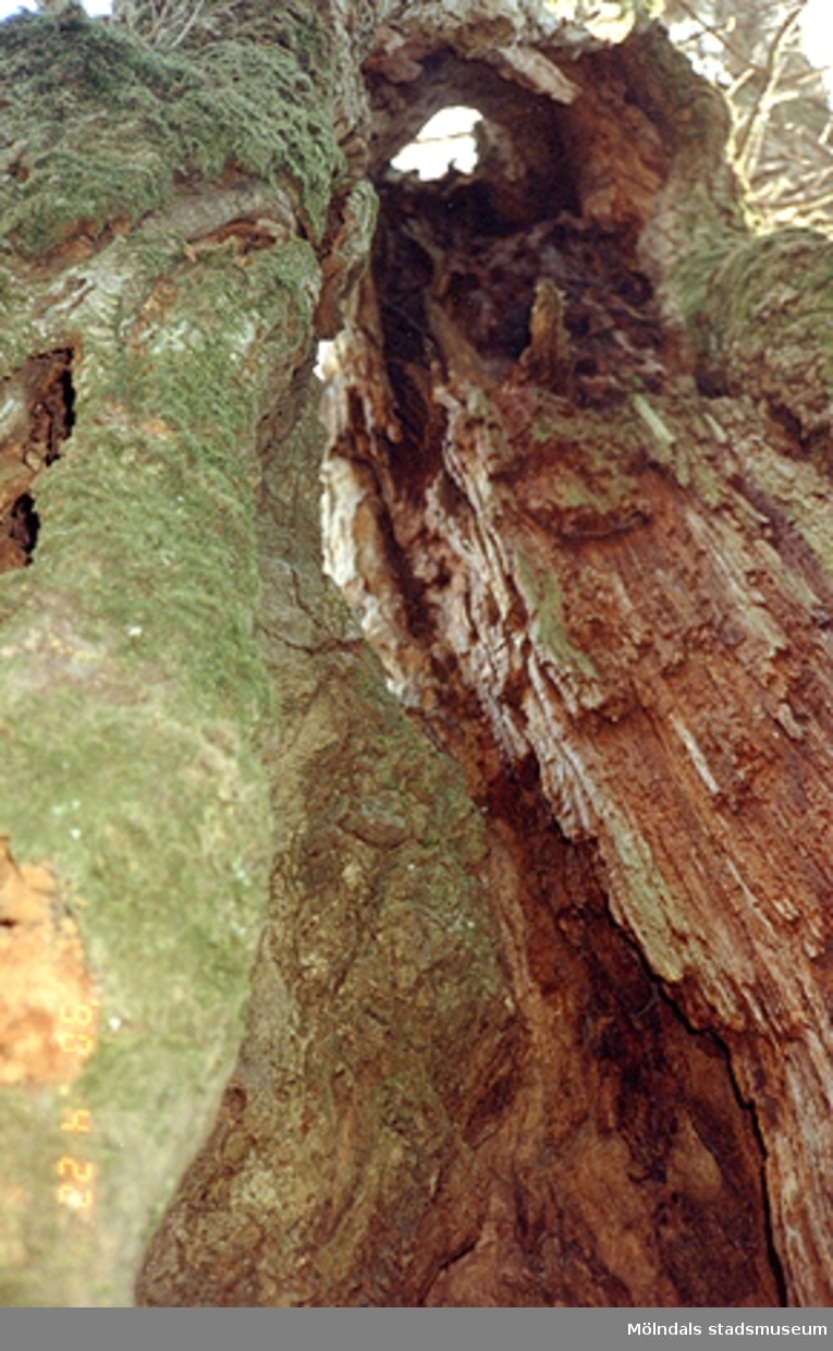 Närbild på ett skadat träd utanför Gunnebo slott, april 1990.