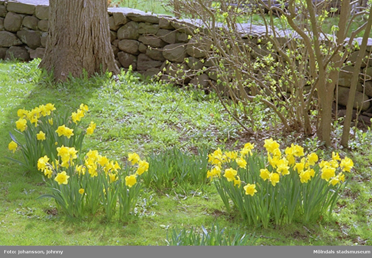 Kvarnbydagen 28 april 2002. Påskliljor i Kvarnbyparken.