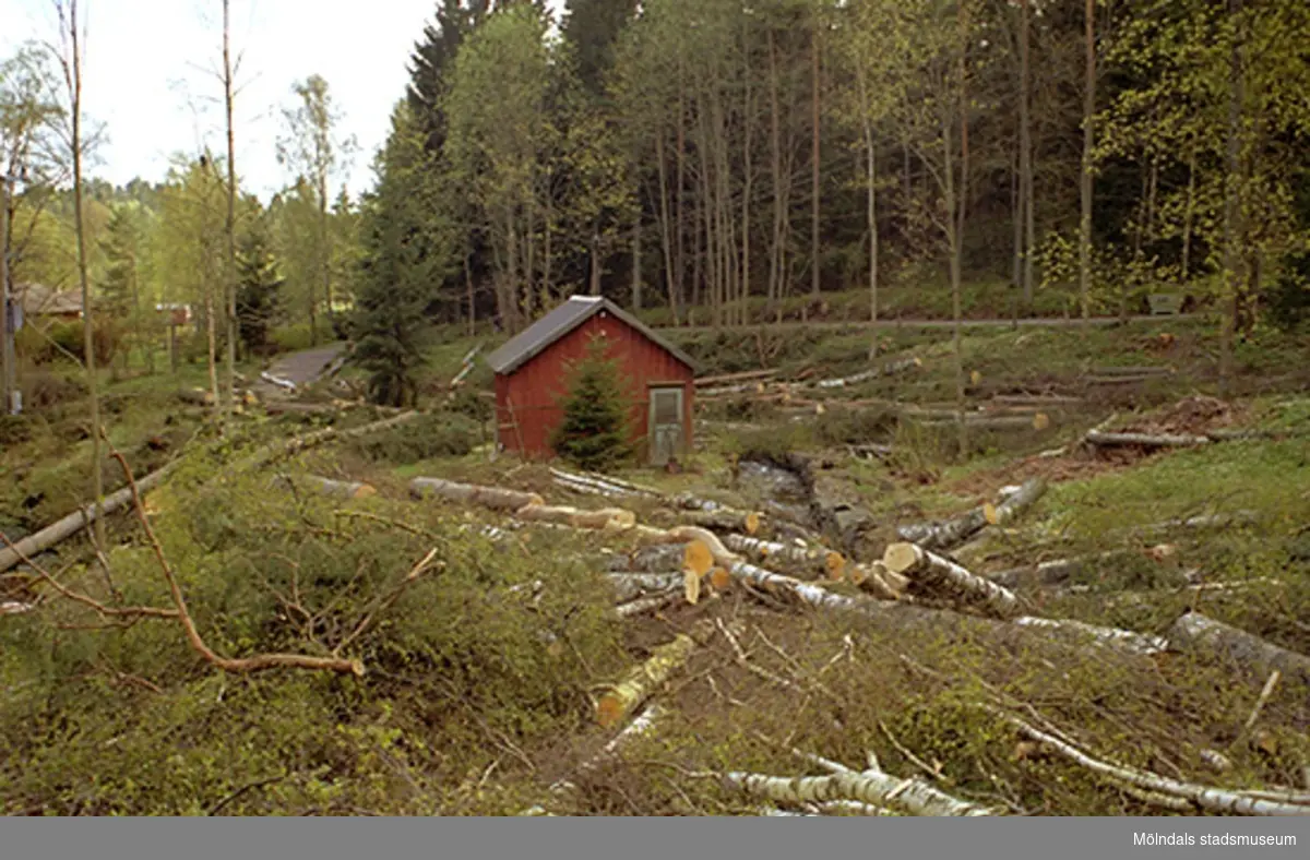Avverkning av skog kring ett uthus som ligger söder om Djupedala kraftstation, sett från norr. Maj 1998.