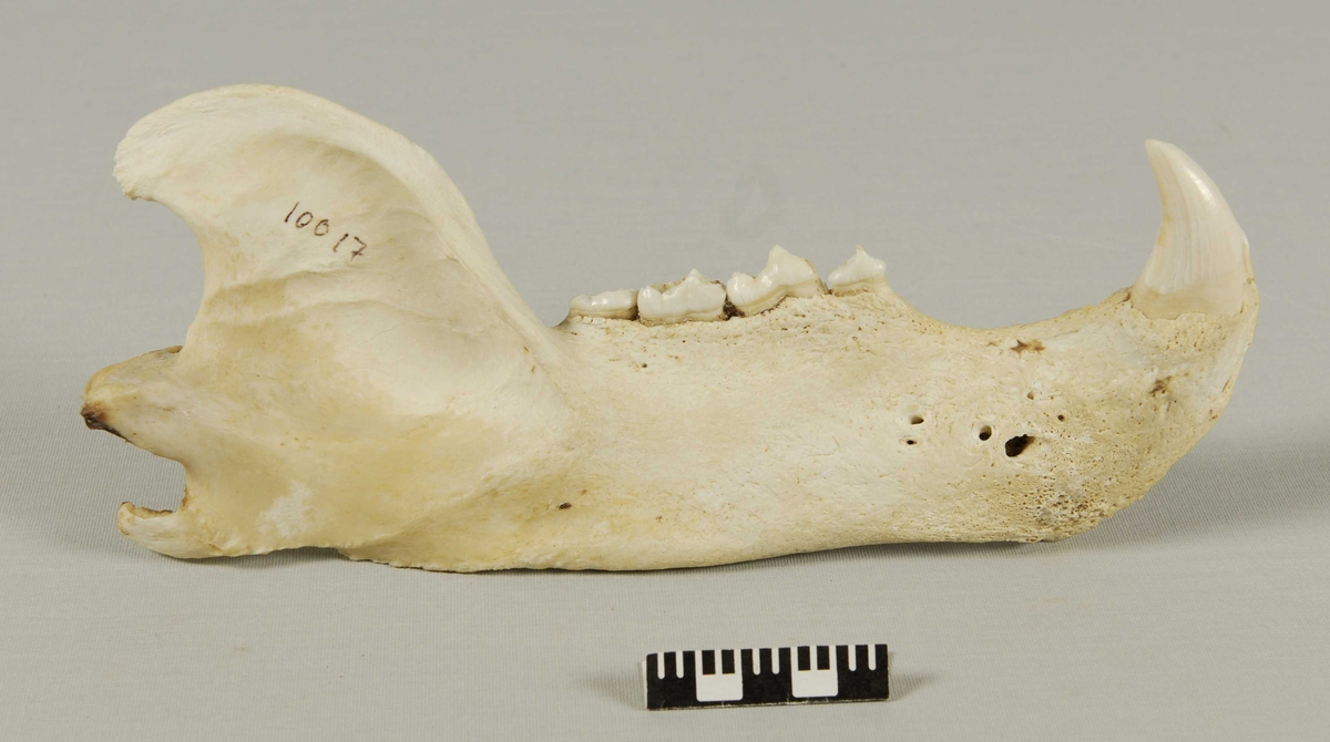Isbjørnkranie i tre deler. Gulhvit i fargen. Deler av tennene mangler. Underkjeven har sprukket i framkant og er således delt i to deler.