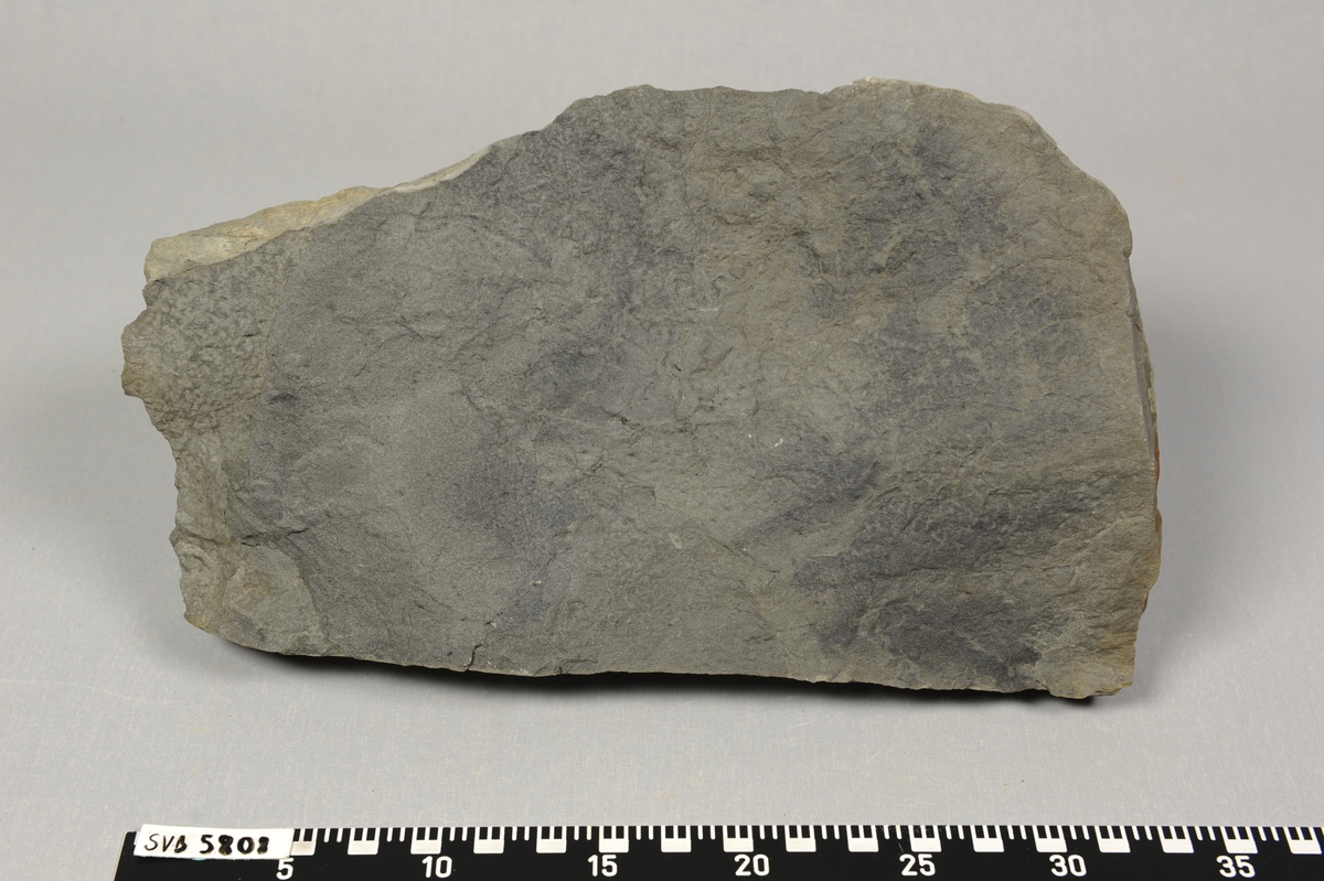 Stein med blad fossil på ene siden. Det er stort blad ca 14,5 cm bredt og 25 cm langt.