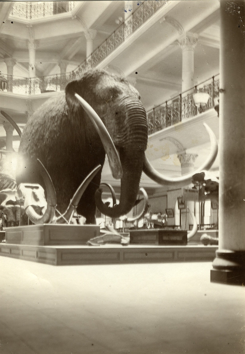 'Mammut utställd i museum i San Fransisco. 3 våningars ''balkonger'' synliga.'