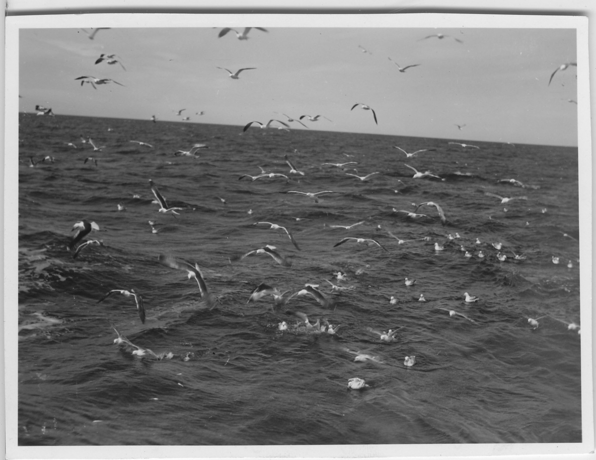 '''Skageraks''expedition 6-10 juni 1939: ::  :: Fågelmoln över vatten. ::  :: Ingår i serie 4101:1-8.'
