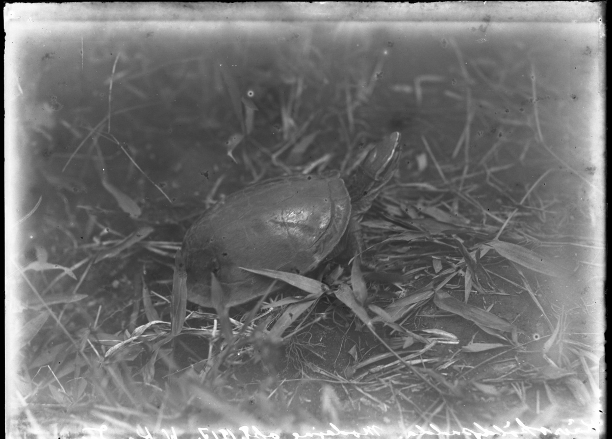 'Kärrsköldpadda, på marken, gräsvegetation. ::  :: Ingår i serie med fotonr. 5131:1-2.'