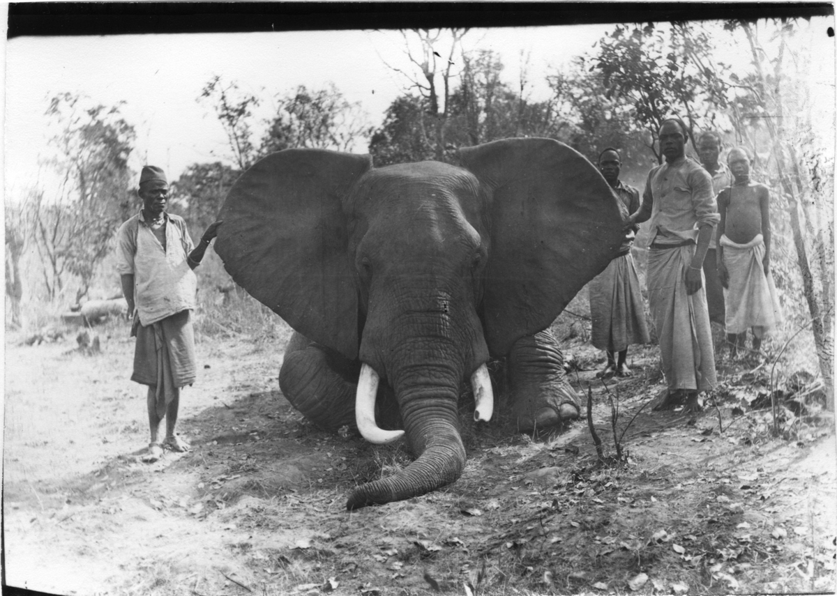 'Diverse fotografier från bl.a. dåvarande Nordrhodesia, nu Zambia, tagna av Konsul Magnus Leijer. ::  :: 2 st män hållande upp ett varsitt av en fälld elefants öra, i bakgrunden står 3 st män/pojkar.'