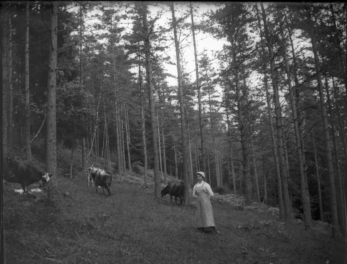 'Bildtext: ''Kor i skogen.'' :: Vy med 1 kvinna stående i tallskog med betande kor runtom. Skogsbete. ::  ::  :: Ingår i serie med fotonr. 5225:1-18. Se även fotonr. 5230:1-11.'
