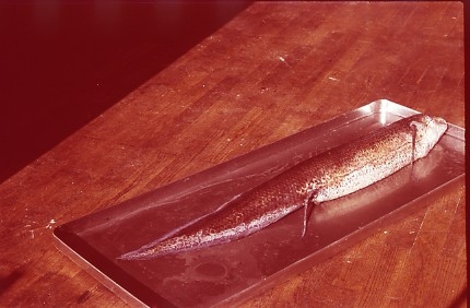 'Bilder en död lungfisk från akvariet. Avgjuten och placerad i basutställningen på Göteborgs Naturhistoriska museum, 1960. Avgjutningen gjord av Björn Wennerberg. ::  :: Fotograferad på en bricka på ett bord.'