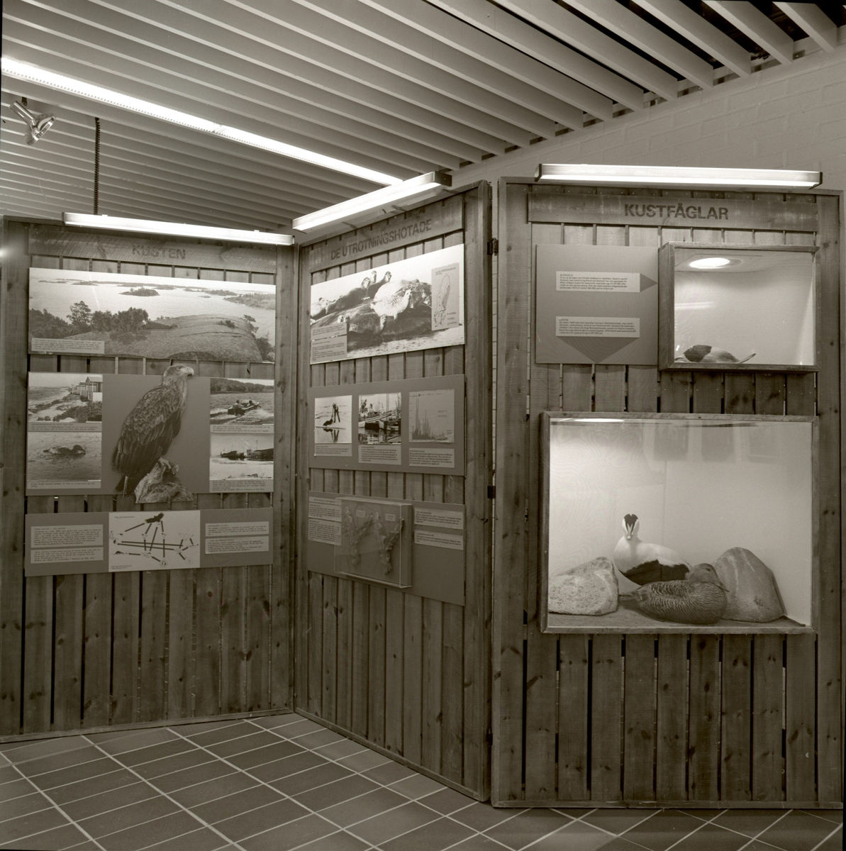 'Utställningen '' Viltet genom 150 år'' från Riksmuseet: ::  :: Utställningsskärm med texter och bilder samt monterade djur med rubriker ''Kusten'', ''De utrotningshotade'' och '' ::  :: Ingår i serie med fotonr. 5796:1-12.'