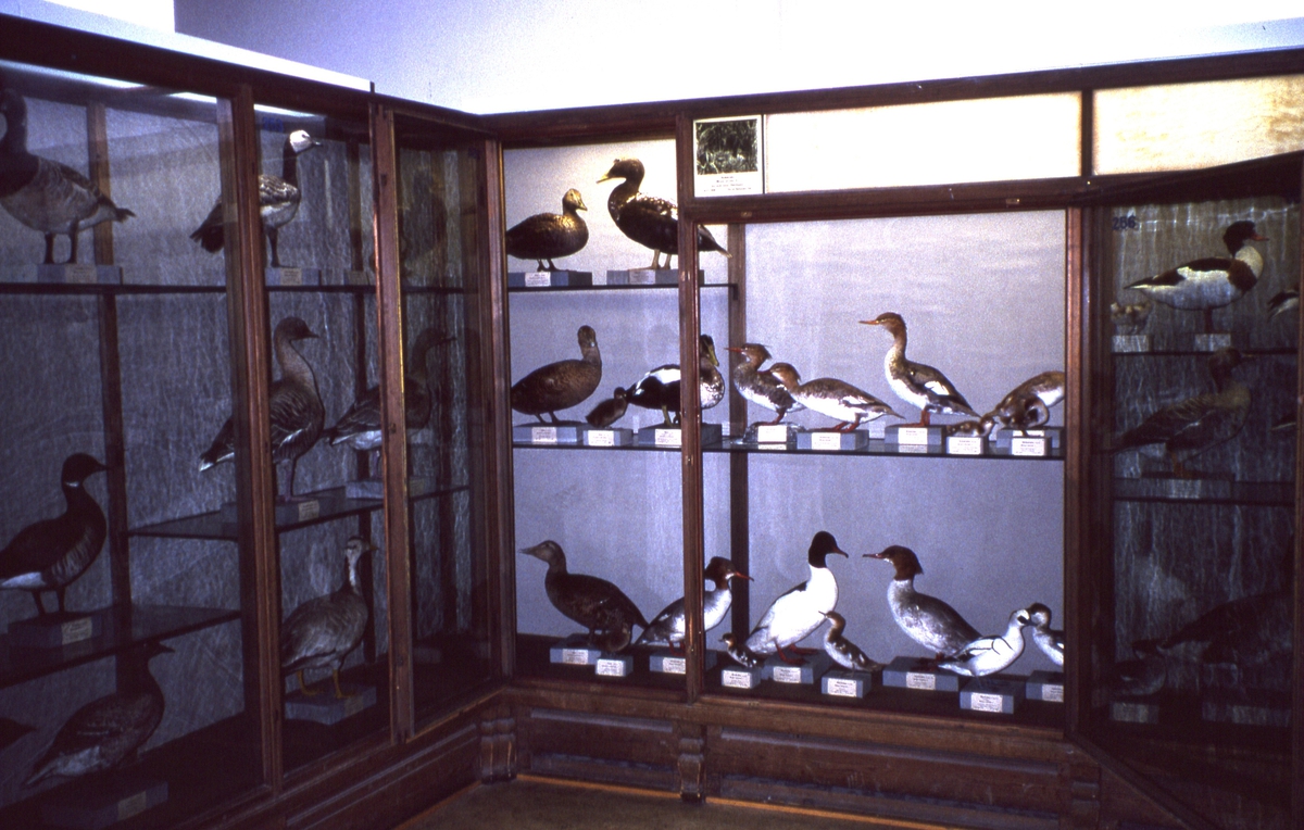 'Fågelgången på Göteborgs Naturhistoriska museum: :: Svenska fåglar. Andfåglar. ::  :: Ingår i serie med fotonr. 1-27'