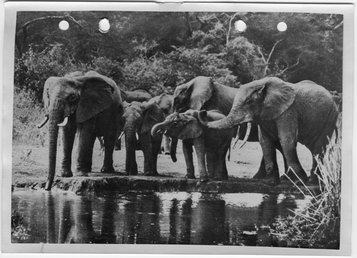 'Flock elefanter, 4 vuxna djur och 2 ungar, vid vattendrag. ::  :: Se även fotonr. 7036:3.'