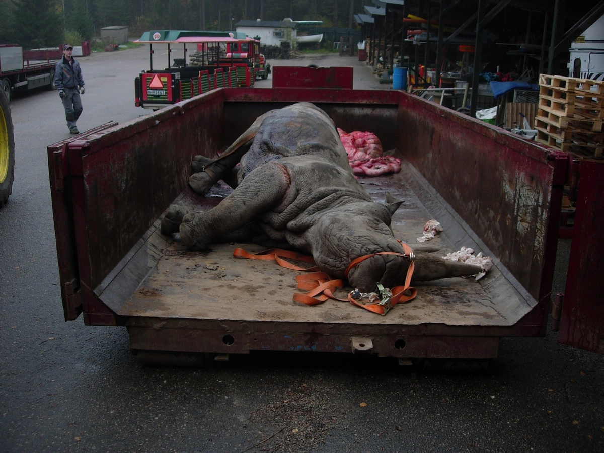 'Vit noshörning med inre organ uttagna, liggande på lastbilsflak. Död i Borås djurpark. ::  :: Ingår i serie med fotonr. 7128:1-8.'