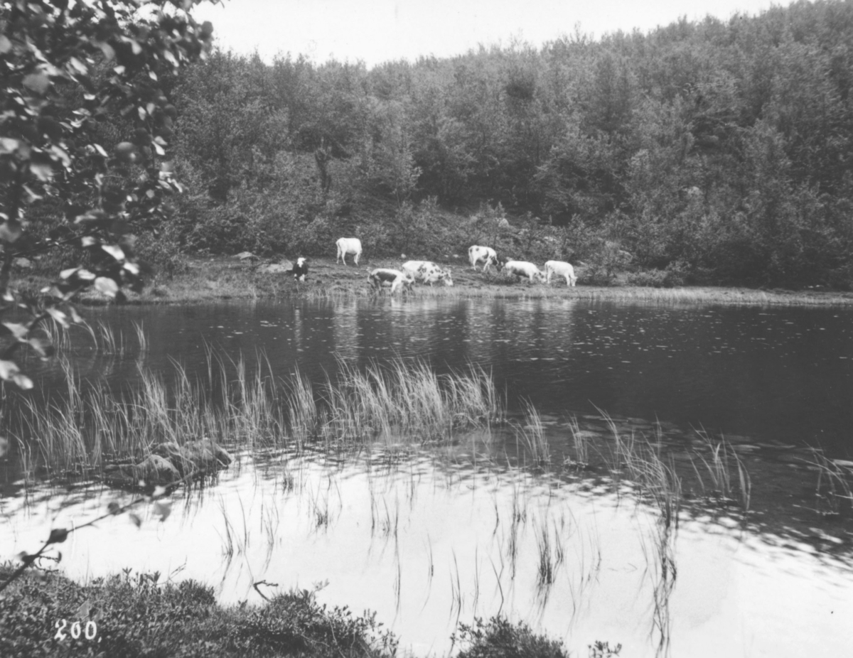 Jordbrukskomiteen på Stortinget foretok en reise til Finnmark i 1935. Fotograf Kleppe var med, og ga bildene sine fra denne turen til fylkesmann Gabrielsen etter krigen. Her har Kleppe fotografert noen beitende kyr ved et vann i Kolvik.