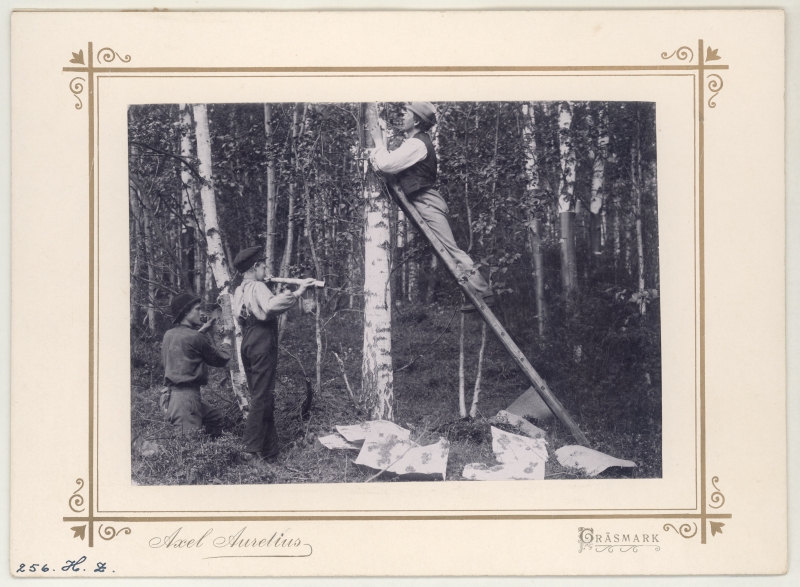 Dokumentation av skogsbruk i Lekvattnet i Värmland. Två män och en pojke arbetar med nävertäkt. En av männen står på stege, båda river näver från björkstammar. Pojken har rullat näver som han blåser i - som i en flöjt.
