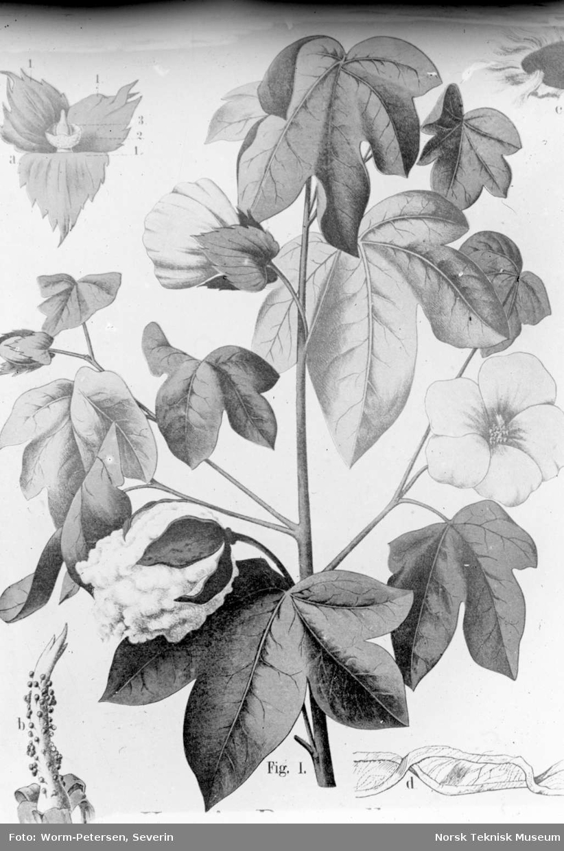 Botanisk tegning av en bomullsplante