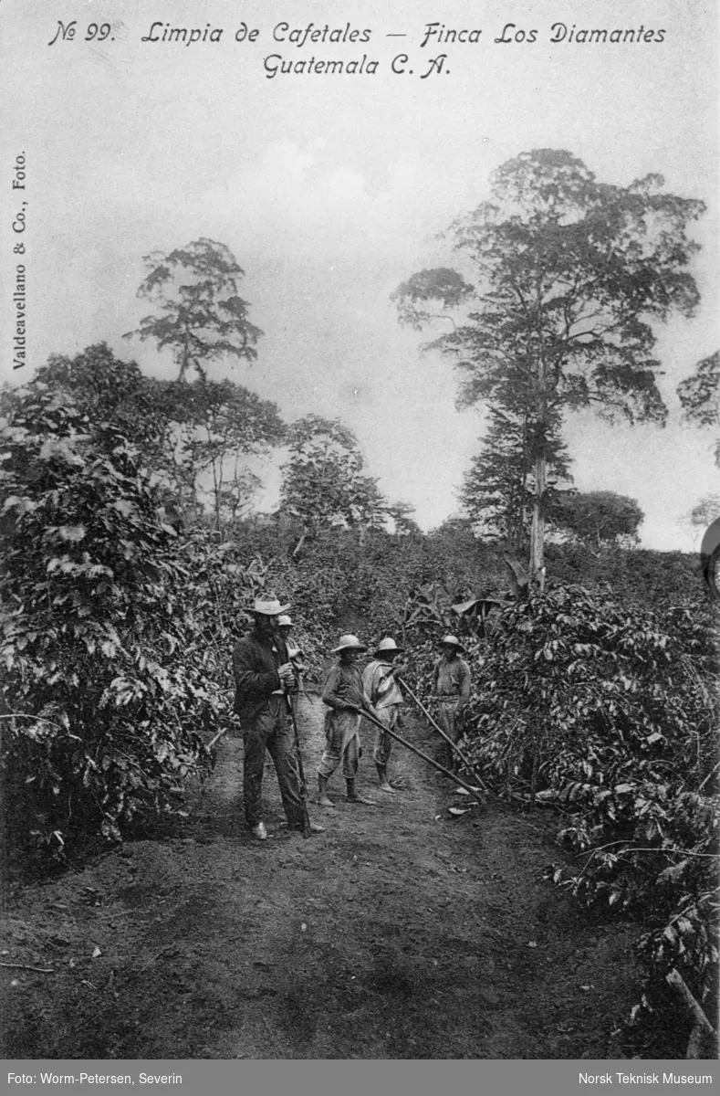Innhøsting av kaffebønner, Guatemala
