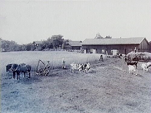 Två st. boningshus och ekonomibyggnader, oxar spända för skrinda, 2 hästar spända för slåttermaskin, 7 betande kor, 4 personer.
Oskar Nilsson