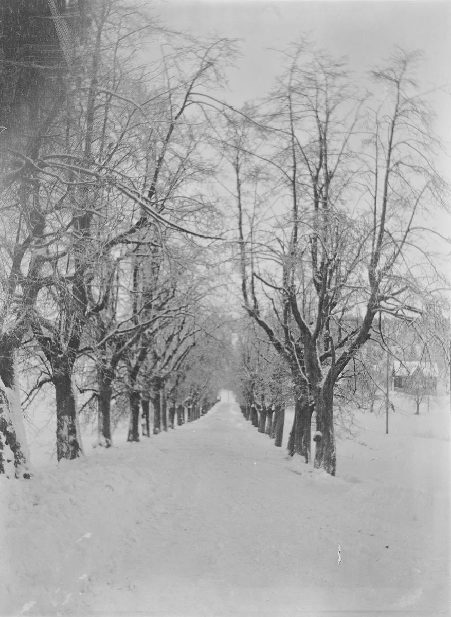 Lindealléen på Linderud gård sett i retning fra hovedhuset. Veien og trærne er dekket av snø og rimfrost. Annen bebyggelse sees i bakgrunnen.