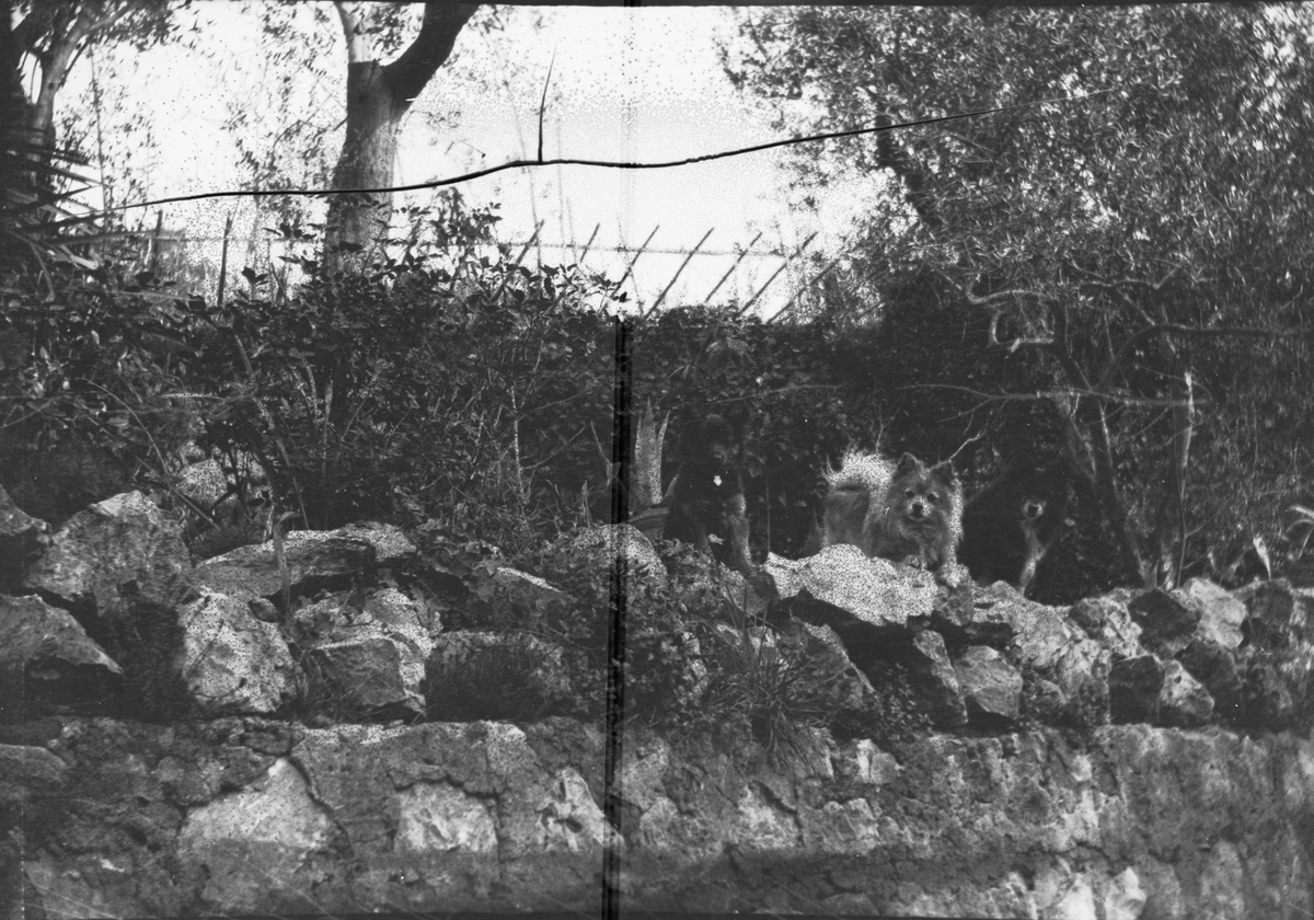 Drottning Victorias bilder. Hundar på stenmur.