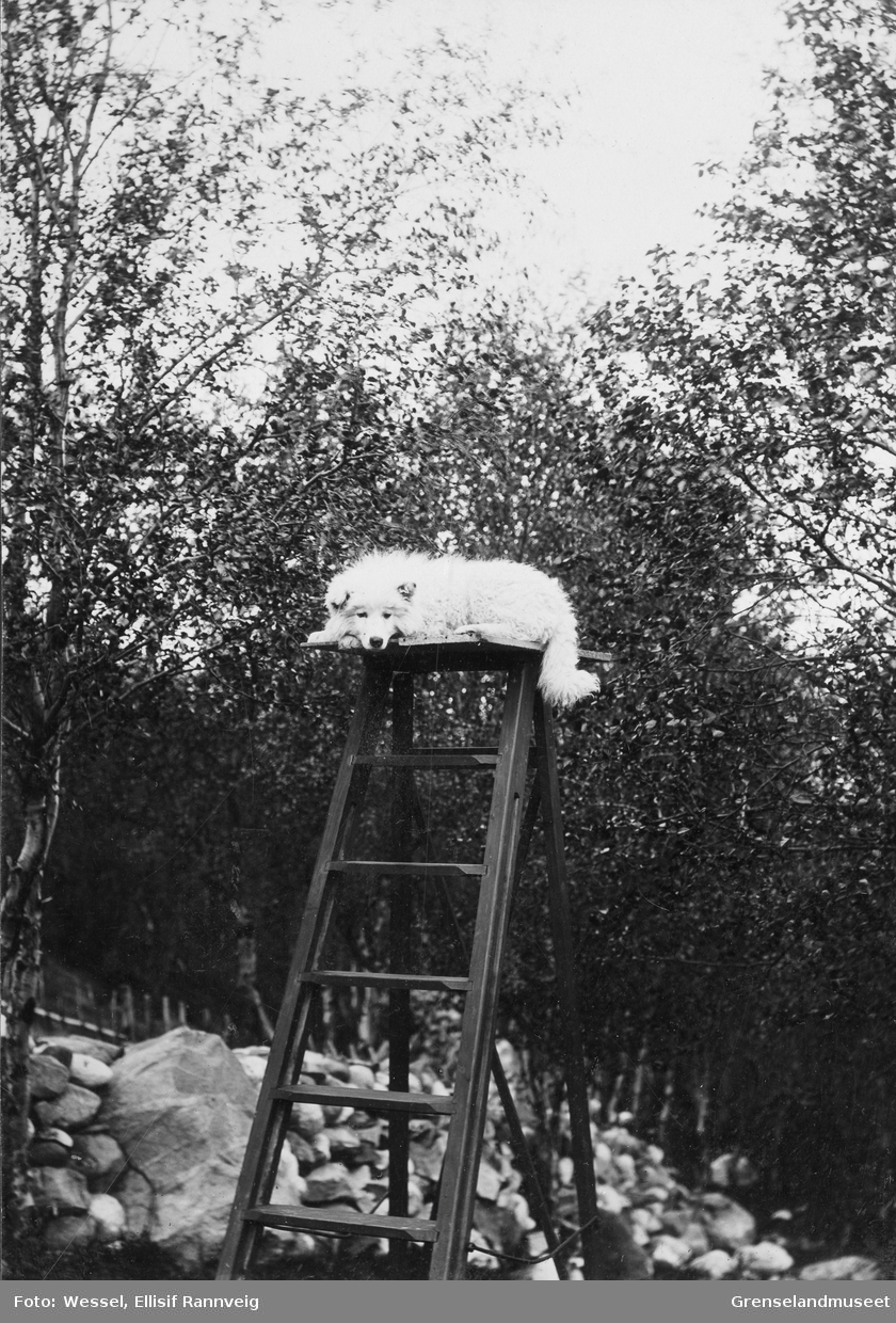 Ellisifs hund "Ullmann", født mars 1897, død juli samme år.