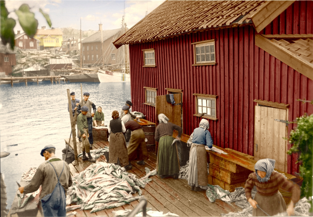 Långaberedning i Grundsund sommaren 1920