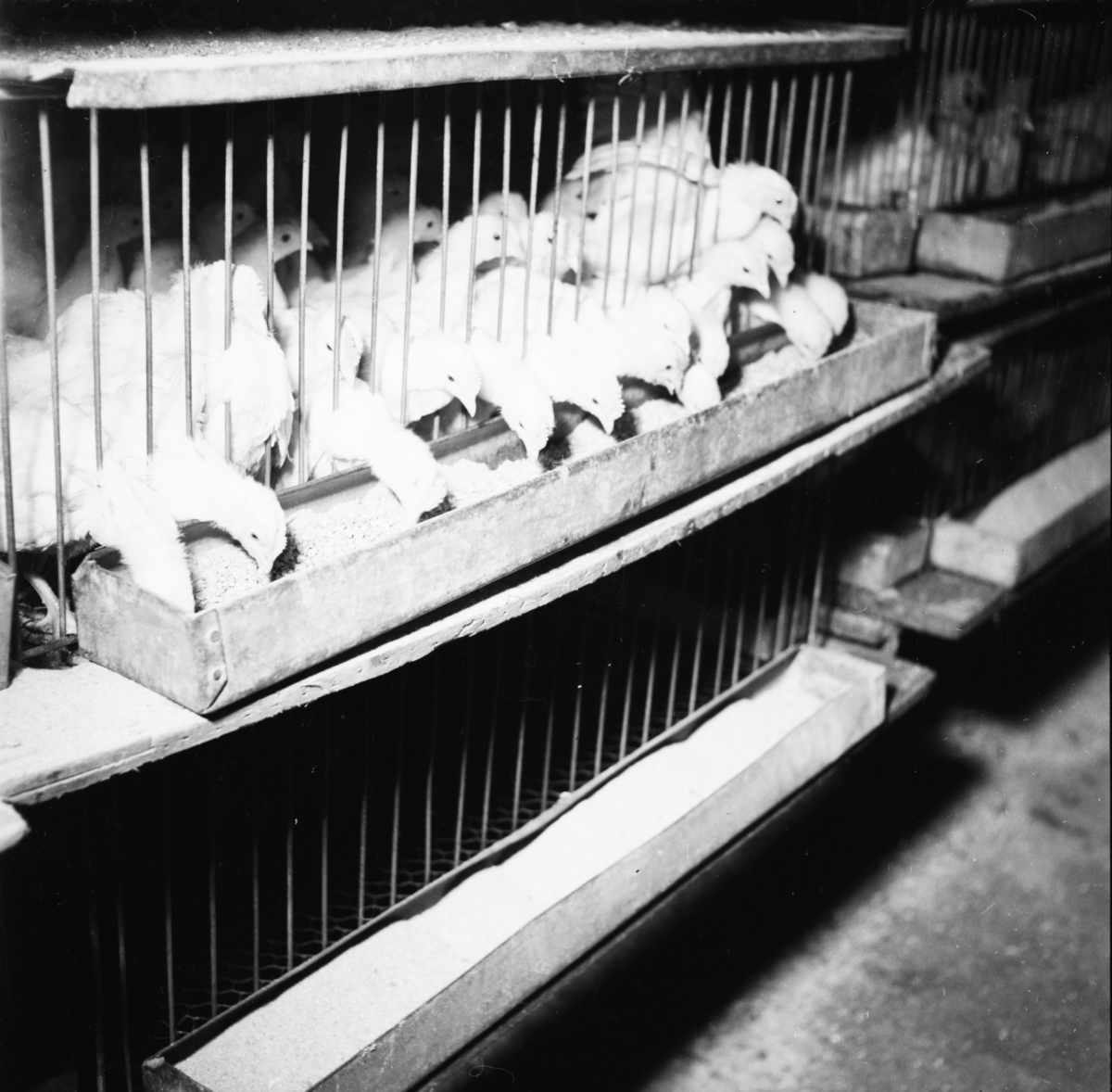 Vardens arkiv. "Kyllingutklekking på Frogner Småbruksskole" 12.04.1954