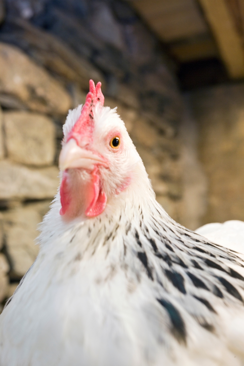 Høne av rasen Lys Sussex på besøksgård
