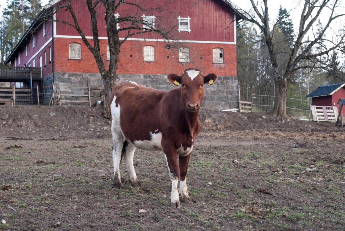 Kyr - ungdyr på jorde ved gårdsbruk