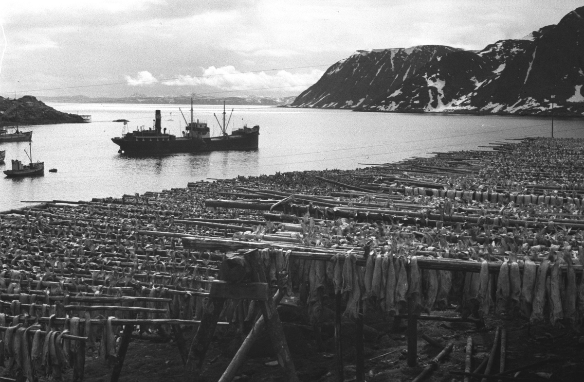 Gjenreisning. Honningsvåg. Fiskehjeller med tørrfisk. 1946/47.