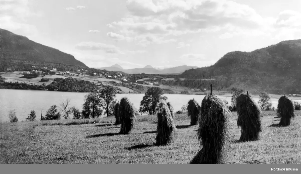Postkort:  "Tingvoll."  På bildet ser vi noen høystakker ute på en eng, for, sommer
Nordmøre museums fotosamling