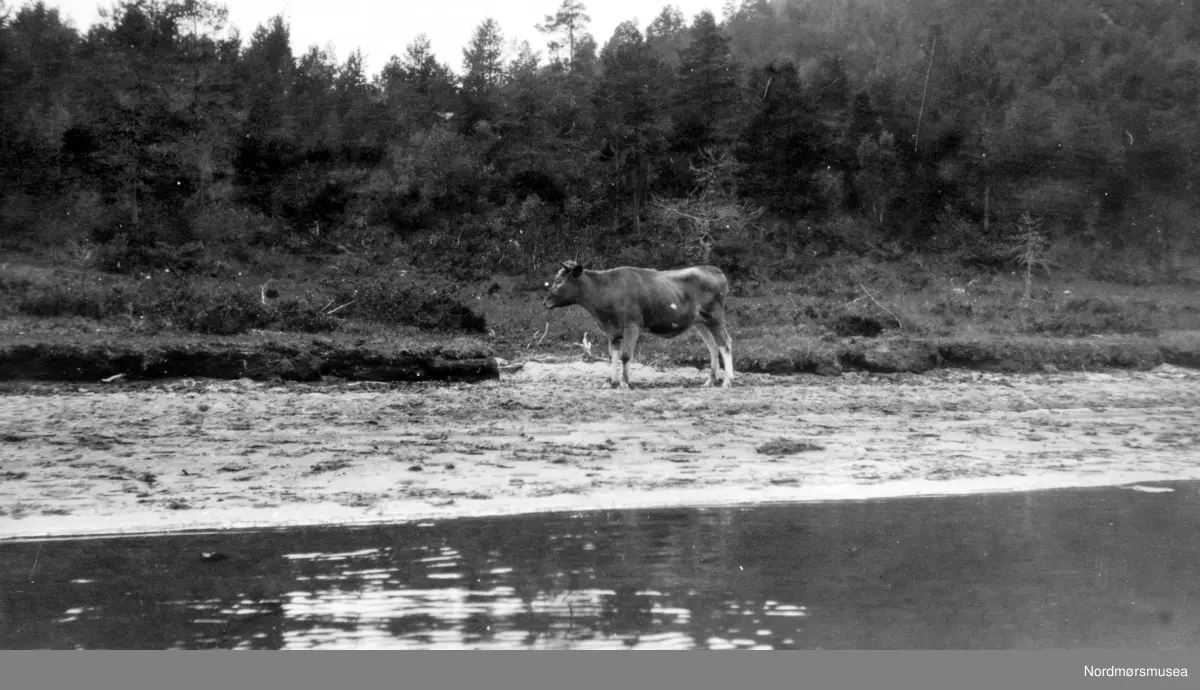 Bilde av en ku eller okse. Ukjent hvor, men trolig i Møre og Romsdal ...