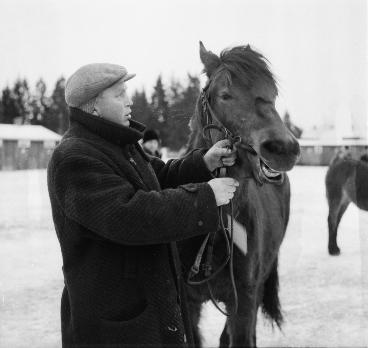 Vardens arkiv. "Hestesjå på Klosterskogen"  21.01.1954