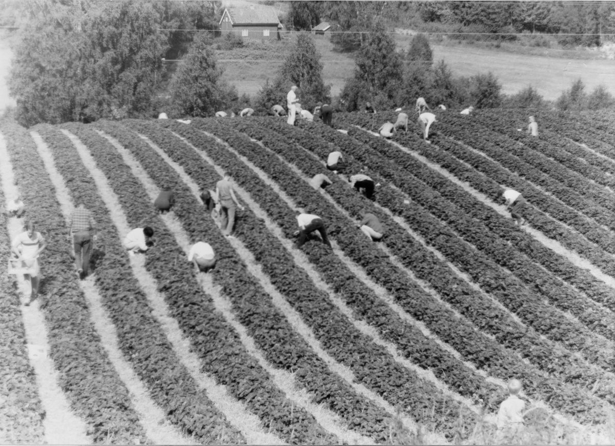 Selvplukk av jordbær hos familien Henriksen, Nedre Haug på Rotnes.