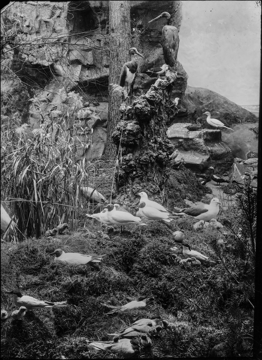 Diorama från Biologiska museets utställning om nordiskt djurliv i havs-, bergs- och skogsmiljö. Fotografi från omkring år 1900.
Biologiska museets utställning
Mås
Skrattmås
Chroicocephalus Ridibundus (Linnaeus)
Havstrut
Larus Marinus (Linnaeus)
Svart stork
Ciconia Nigra (Linnaeus)